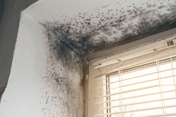 Affordable Mold Removal solutions in Camp Hill, PA